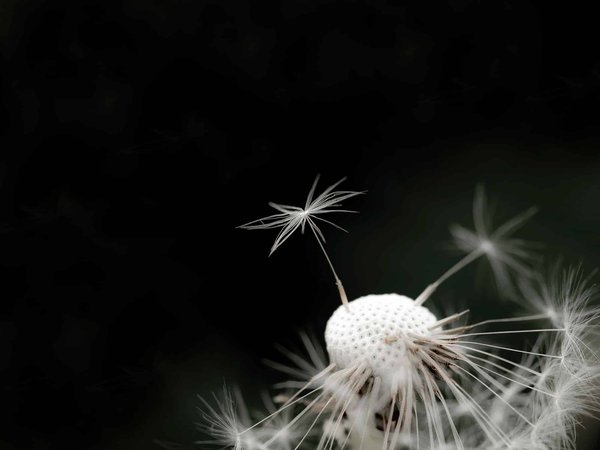 Comment choisir des accessoires en plumes pour des événements glamour sans excès ?